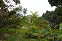 Orchideengarten &ndash; &copy; Helene Johannsen (Eberhardt TRAVEL)