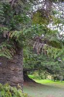 Affenschreckbaum &ndash; &copy; Helene Johannsen (Eberhardt TRAVEL)