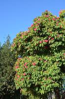 Rhododendronbaum &ndash; &copy; Helene Johannsen (Eberhardt TRAVEL)
