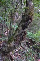 Lorbeerbaum &ndash; &copy; Helene Johannsen (Eberhardt TRAVEL)