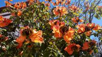 Afrikanischer Tulpenbaum &ndash; &copy; Kristina Hesse (Eberhardt TRAVEL)