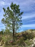 Tag 4 - Pinie &ndash; &copy; Christin Kuschka (Eberhardt TRAVEL)