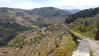 Weinberge um Peso da Régua &ndash; &copy; Steffi Zimmermann (Eberhardt TRAVEL)