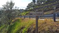 Weinberge &ndash; &copy; Steffi Zimmermann (Eberhardt TRAVEL)