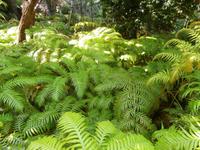 Botanischer Garten Funchal &ndash; &copy; Ingrid Langer (Eberhardt TRAVEL)
