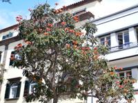 Funchal  &ndash; &copy; Ingrid Langer (Eberhardt TRAVEL)