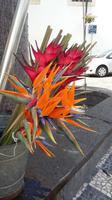 Funchal &ndash; &copy; Ingrid Langer (Eberhardt TRAVEL)