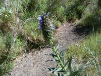 Stolz von Madeira &ndash; &copy; Ingrid Langer (Eberhardt TRAVEL)