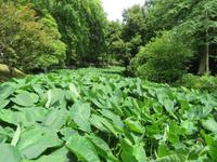 Terra Nostra Park &ndash; &copy; Anna Stiebing (Eberhardt TRAVEL)