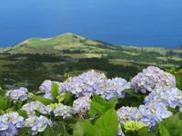 Hortensien &ndash; &copy; Anna Stiebing (Eberhardt TRAVEL)