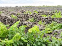 Weinanbau auf Pico &ndash; &copy; Anna Stiebing (Eberhardt TRAVEL)