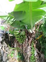 Bananen &ndash; &copy; Anna Stiebing (Eberhardt TRAVEL)