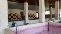 Quinta da Pacheca 20181010 164633 &ndash; &copy; Marlies Thrum (Eberhardt TRAVEL)