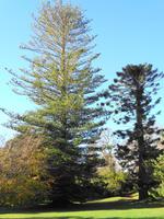 Palheiro Garden