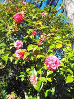 Palheiro Garden &ndash; &copy; Martina Häselbarth (Eberhardt TRAVEL)