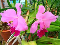 Pregetter’s Orchideengarten „Jardim Orquídea“, Funchal  &ndash; &copy; Martina Häselbarth (Eberhardt TRAVEL)