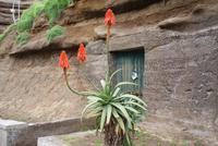 Aloe Vera (2) &ndash; &copy; Susanne Schirmann (Eberhardt TRAVEL)