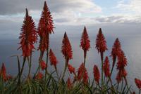 Aloe Vera  &ndash; &copy; Susanne Schirmann (Eberhardt TRAVEL)