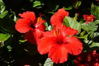 Madeira &ndash; &copy; Susanne Schirmann (Eberhardt TRAVEL)
