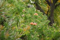 Nadelkissenprotea &ndash; &copy; Susanne Schirmann (Eberhardt TRAVEL)