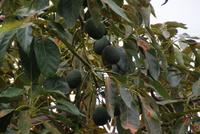 Avocadobaum (2) &ndash; &copy; Susanne Schirmann (Eberhardt TRAVEL)