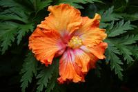 Hibiskus &ndash; &copy; Susanne Schirmann (Eberhardt TRAVEL)