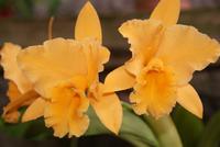 Orchideen &ndash; &copy; Susanne Schirmann (Eberhardt TRAVEL)