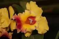 Orchideen (3) &ndash; &copy; Susanne Schirmann (Eberhardt TRAVEL)