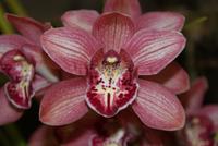 Orchideen (4) &ndash; &copy; Susanne Schirmann (Eberhardt TRAVEL)