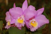 Orchideen (6) &ndash; &copy; Susanne Schirmann (Eberhardt TRAVEL)