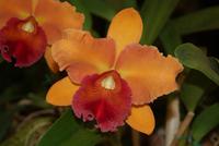 Orchideen (10) &ndash; &copy; Susanne Schirmann (Eberhardt TRAVEL)