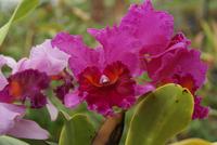 Orchideen (11) &ndash; &copy; Susanne Schirmann (Eberhardt TRAVEL)