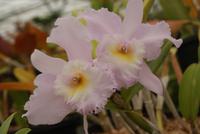 Orchideen (12) &ndash; &copy; Susanne Schirmann (Eberhardt TRAVEL)