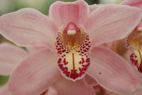 Orchideen (13) &ndash; &copy; Susanne Schirmann (Eberhardt TRAVEL)