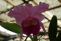 Orchideen (15) &ndash; &copy; Susanne Schirmann (Eberhardt TRAVEL)