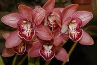 Orchideen (16) &ndash; &copy; Susanne Schirmann (Eberhardt TRAVEL)