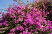 Bourgainvillea (2) &ndash; &copy; Susanne Schirmann (Eberhardt TRAVEL)