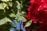 erwischt... &ndash; &copy; Susanne Schirmann (Eberhardt TRAVEL)