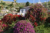 Camara de Lobos (3) &ndash; &copy; Susanne Schirmann (Eberhardt TRAVEL)