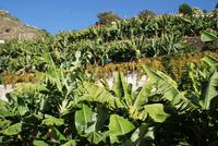 Bananenplantage (3) &ndash; &copy; Susanne Schirmann (Eberhardt TRAVEL)