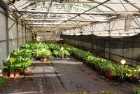 Bananenplantage (4) &ndash; &copy; Susanne Schirmann (Eberhardt TRAVEL)