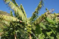 Bananenplantage (5) &ndash; &copy; Susanne Schirmann (Eberhardt TRAVEL)