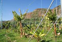 Bananenplantage (6) &ndash; &copy; Susanne Schirmann (Eberhardt TRAVEL)