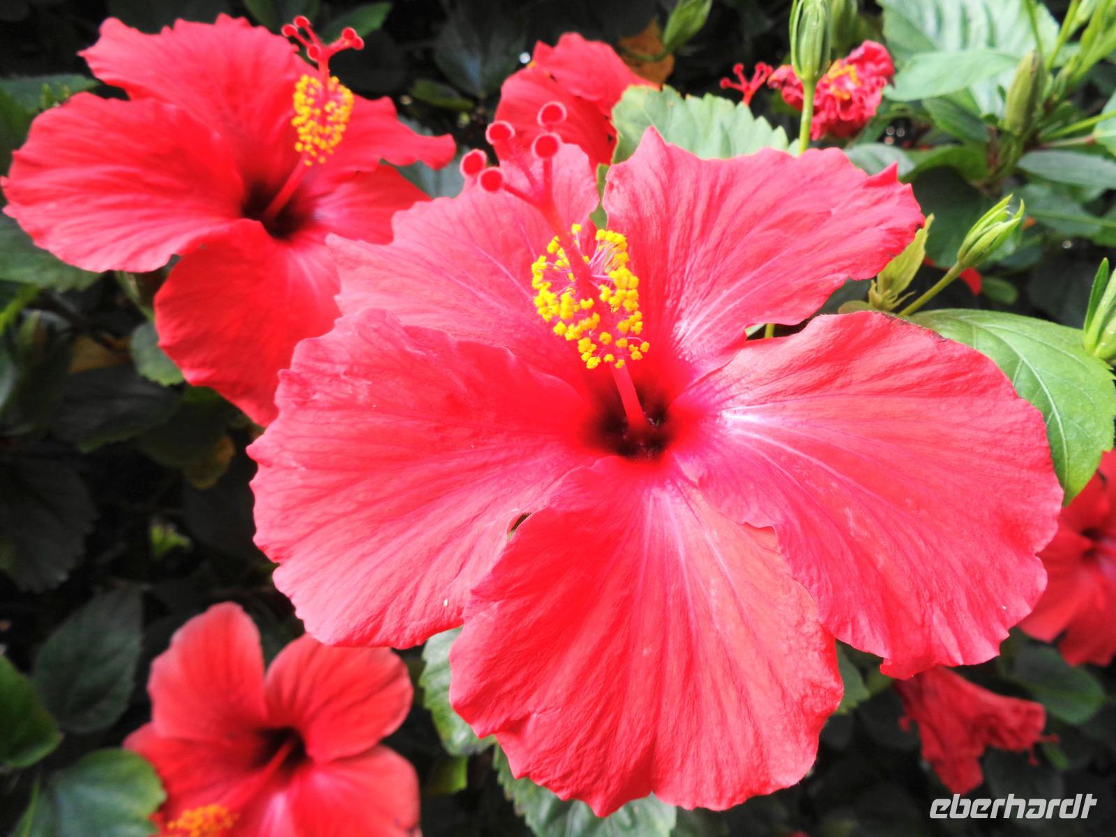Hibiskus  &ndash; &copy; Martina Häselbarth (Eberhardt TRAVEL)