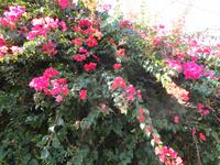 Bougainvillien &ndash; &copy; Martina Häselbarth (Eberhardt TRAVEL)