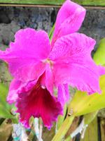 Pregetter’s Orchideengarten „Jardim Orquídea“, Funchal &ndash; &copy; Martina Häselbarth (Eberhardt TRAVEL)