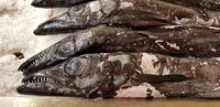 schwarzer Degenfisch  &ndash; &copy; Mandy Rabe (Eberhardt TRAVEL)