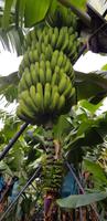 Bananenplantage (13) - Kopie - Kopie &ndash; &copy; Mandy Rabe (Eberhardt TRAVEL)