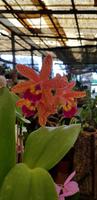 Orchideengarten Quinta da Boa Vista  &ndash; &copy; Mandy Rabe (Eberhardt TRAVEL)