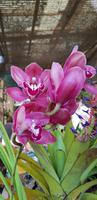 Orchideengarten Quinta da Boa Vista  &ndash; &copy; Mandy Rabe (Eberhardt TRAVEL)
